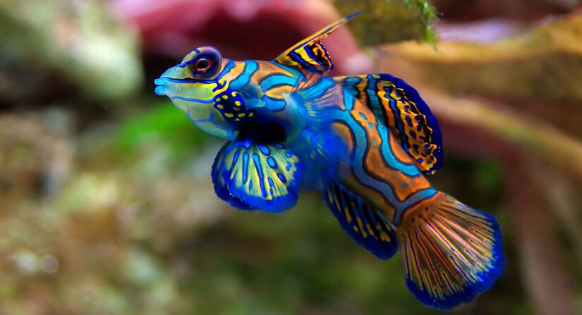 Peixe-mandarim/Wikipedia