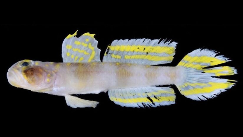 Sua captura ocorreu em uma profundidade de 210 metros, muito maior do que espécies semelhantes registradas anteriormente (Divulgação)