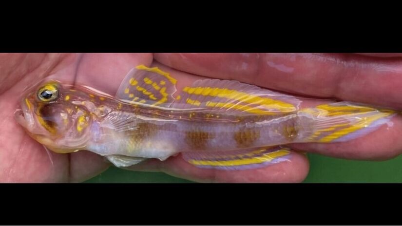 Espécie descobertas nas profundezas do mar japonês lembra os personagens de Dragon Ball (Divulgação)