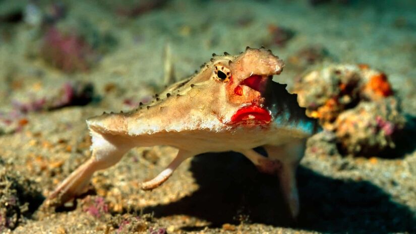 Peixe-morcego de Gal&aacute;pagos/Reprodu&ccedil;&atilde;o