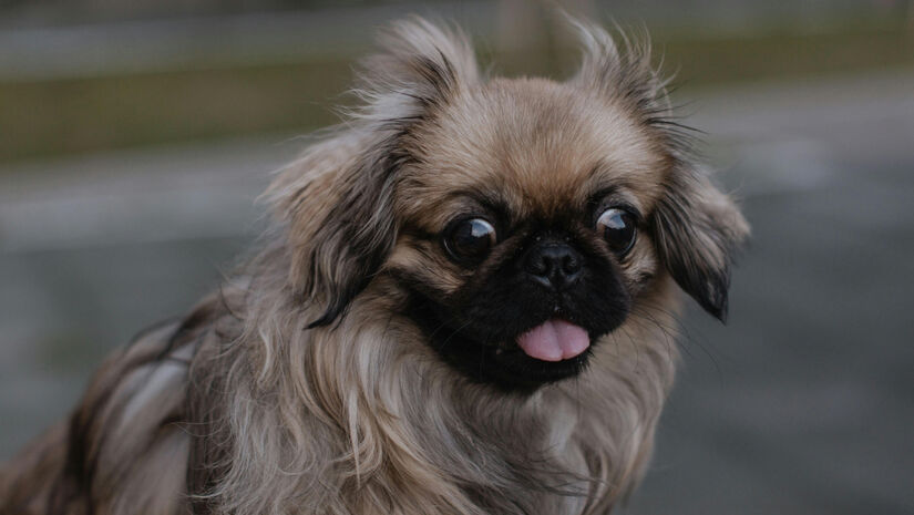 Pequinês / Pexels/Daniil Kondrashin