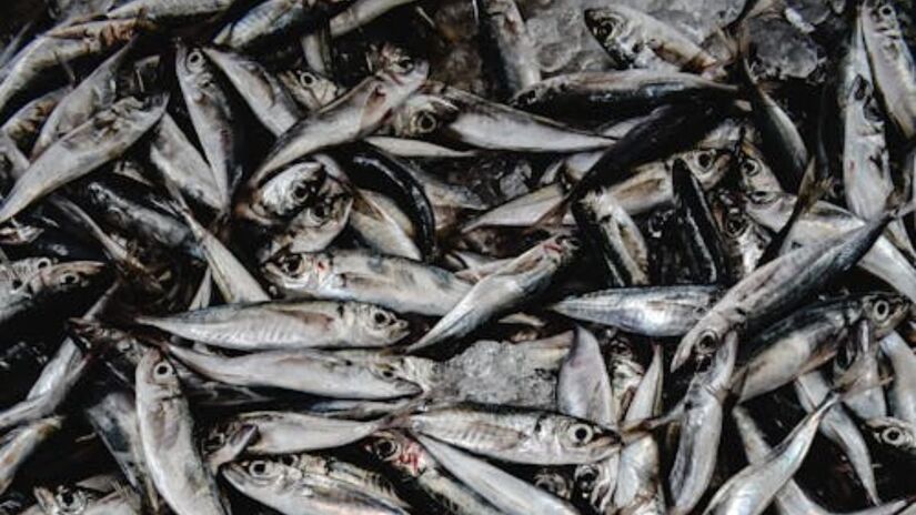 Em relação ao preço, enquanto 1 kg de bacalhau custa, em média, R$ 60, o tamboril sai por volta de R$ 16 (Pixabay/Pexels/Imagem Meramente Ilustrativa)