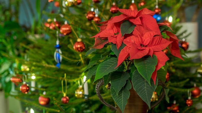 Regue a planta com moderação, evitando encharcar o solo para não apodrecer as raízes / Pixabay