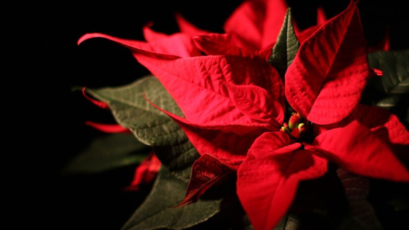 Mantenha a Flor-de-Natal em local protegido de ventos e mudanças bruscas de temperatura / Pixabay