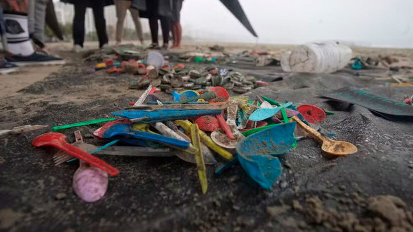 Divulgação/Sea Shepherd Brasil