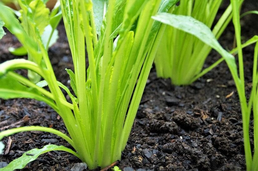 Folhas finas da mizuna ajudam a reduzir retenção de calor e evitar desidratação/pixabay