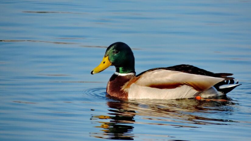 Psicólogos apontam que o produtivismo faz crescer o número de pessoas que escondem o próprio estresse /pixabay