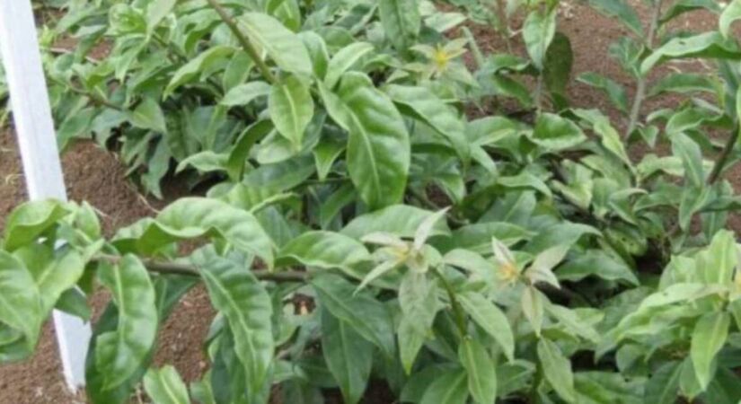 A presença de fibras solúveis em ambos os ingredientes contribui para a sensação de saciedade e ajuda a regular o funcionamento intestinal/Divulgação