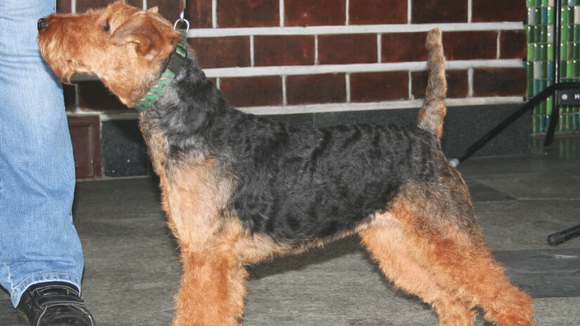 Terrier Galês / Wikimedia Commons/Pleple2000