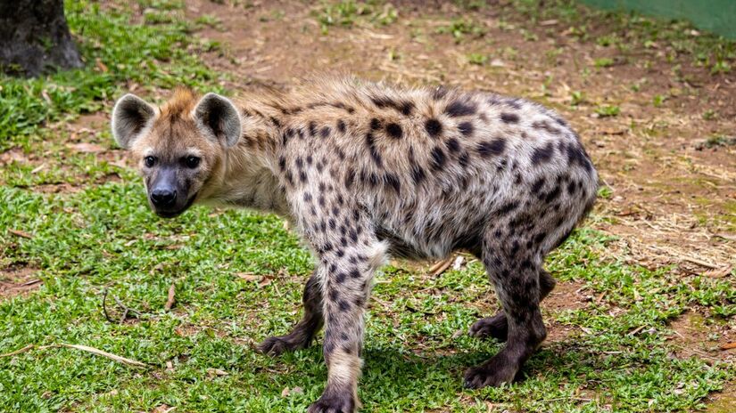 Divulgação/Zoologico de SP