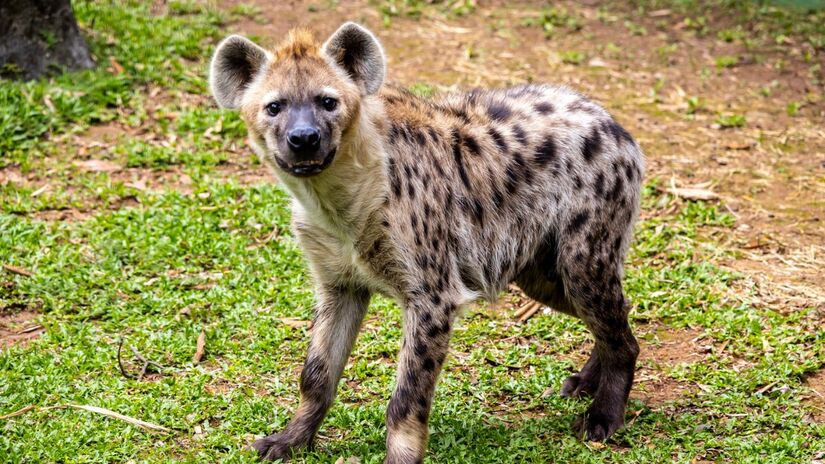 Divulgação/Zoologico de SP