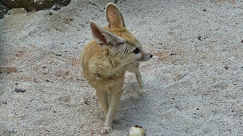 Divulgação/Zoologico de SP
