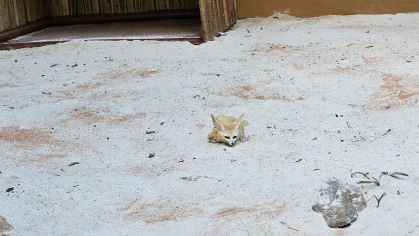 Divulgação/Zoologico de SP