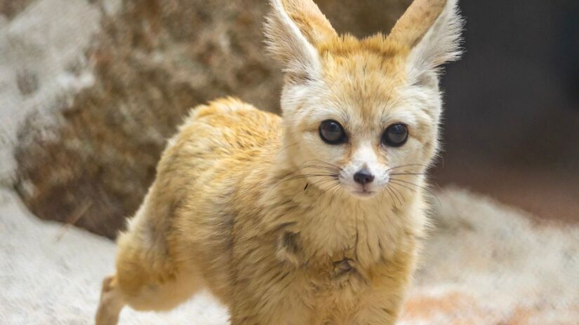 Divulgação/Zoologico de SP