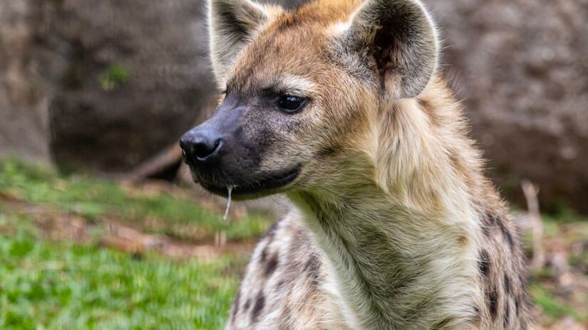 Divulgação/Zoologico de SP