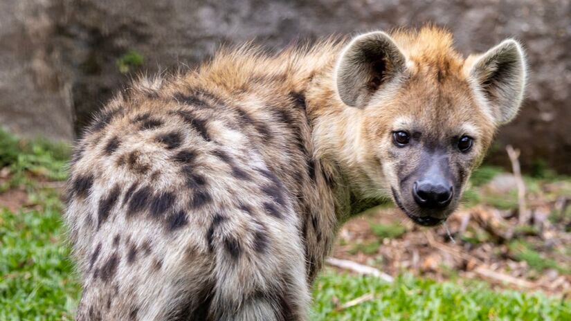 Divulgação/Zoologico de SP