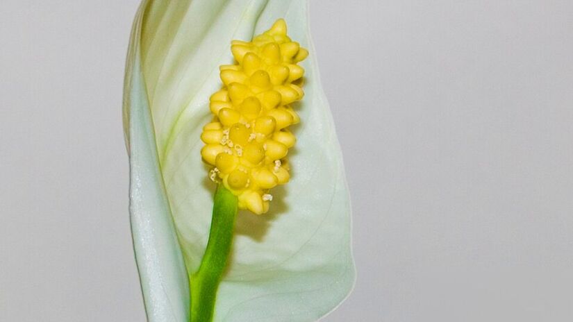 Lírio-da-paz: Produz flores brancas e prospera em sombra e umidade/Wikipedia