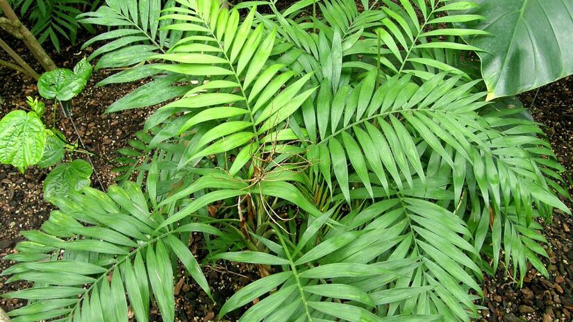 Camedórea-elegante: Palmeira de pequeno porte, com folhas em leque/Wikipedia