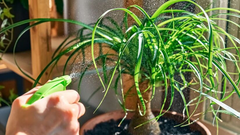 Pata-de-elefante: Tem um caule bulboso e pode atingir até 1,5m de altura/Getty imagens