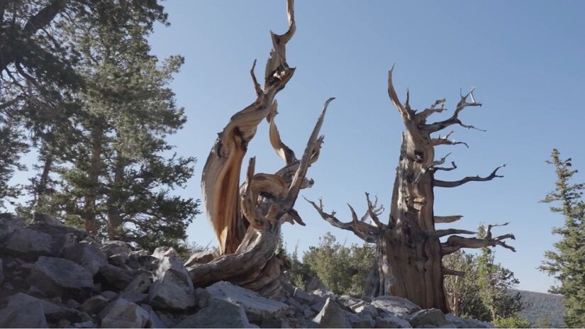 A decisão científica se tornou um dos episódios mais controversos da história ambiental moderna / Foto: Reprodução/YouTube