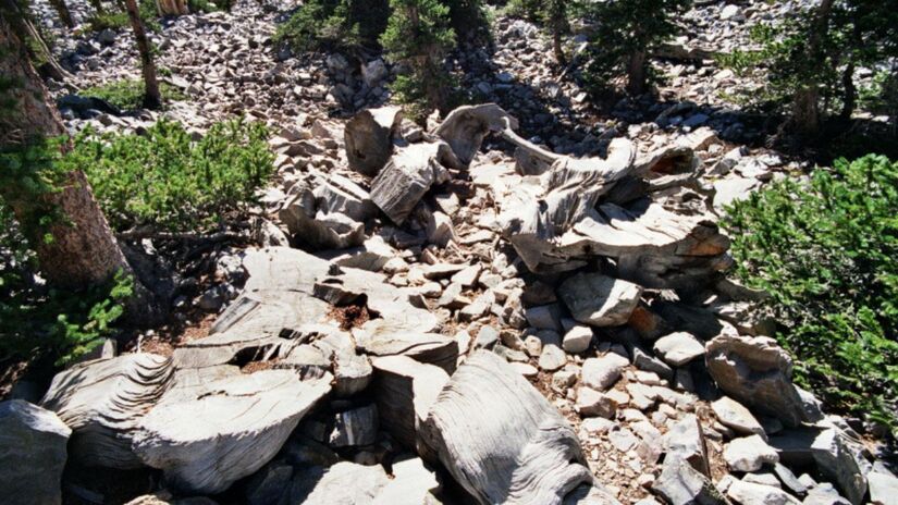 A derrubada do Prometeu não simboliza apenas a perda de uma árvore antiga / Foto: Jrbouldin/Wikipédia