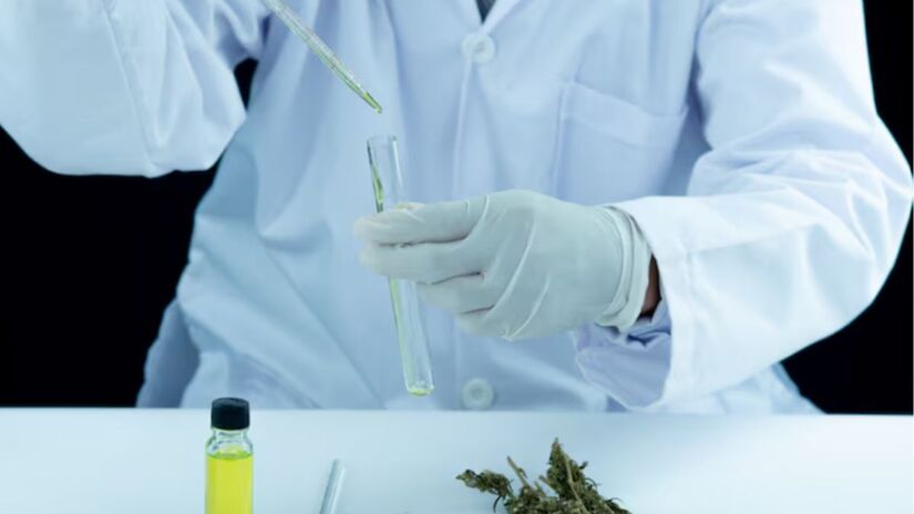 Duplicações genéticas ao longo do tempo deram origem a enzimas responsáveis pela síntese dos principais compostos químicos da planta.