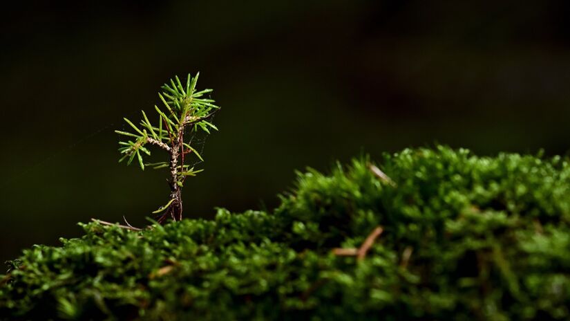 Essas pequenas plantas est&atilde;o entre os seres vivos mais antigos da Terra, com milh&otilde;es de anos de hist&oacute;ria evolutiva / Pixabay