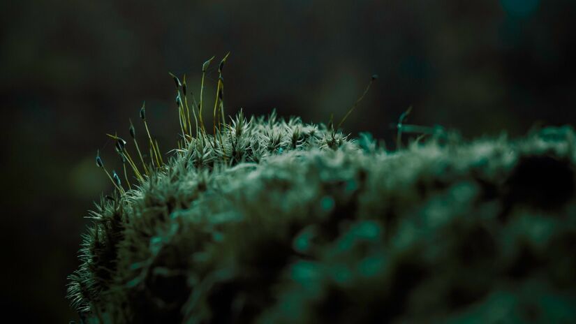 O musgo ajuda a manter a umidade do ambiente e contribui para o equil&iacute;brio de ecossistemas florestais / Pixabay