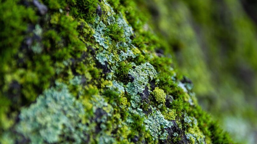 Algumas esp&eacute;cies de musgo s&atilde;o usadas como indicadores naturais da qualidade do ar / Pixabay