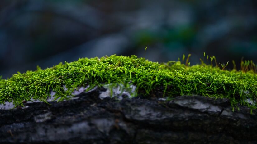 O musgo consegue sobreviver em locais extremos, como rochas, troncos e at&eacute; regi&otilde;es frias / Pixabay