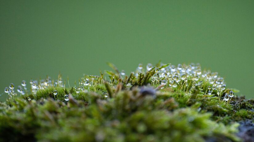 Al&eacute;m de curioso, o musgo tem papel importante na preven&ccedil;&atilde;o da eros&atilde;o do solo / Pixabay