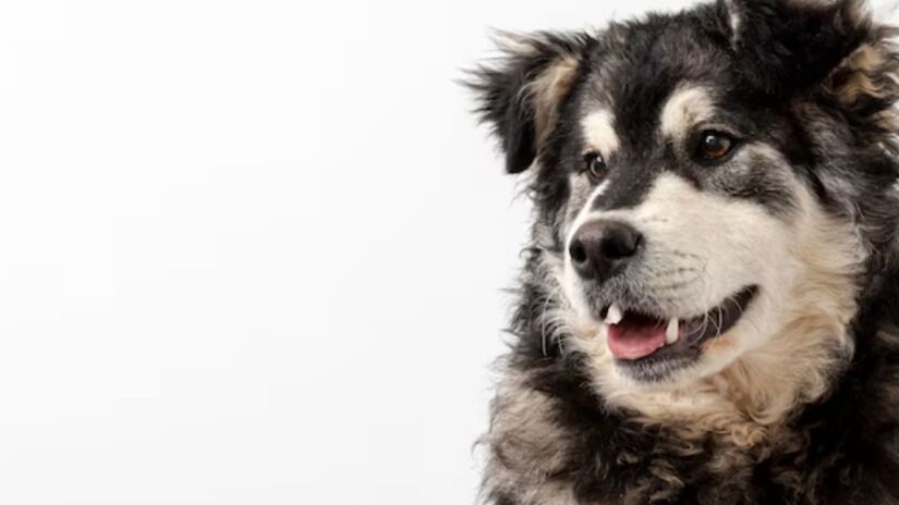 Com as altas temperaturas, c&atilde;es precisam de &aacute;gua fresca e sombra constante para evitar desidrata&ccedil;&atilde;o e hipertermia. Freepik