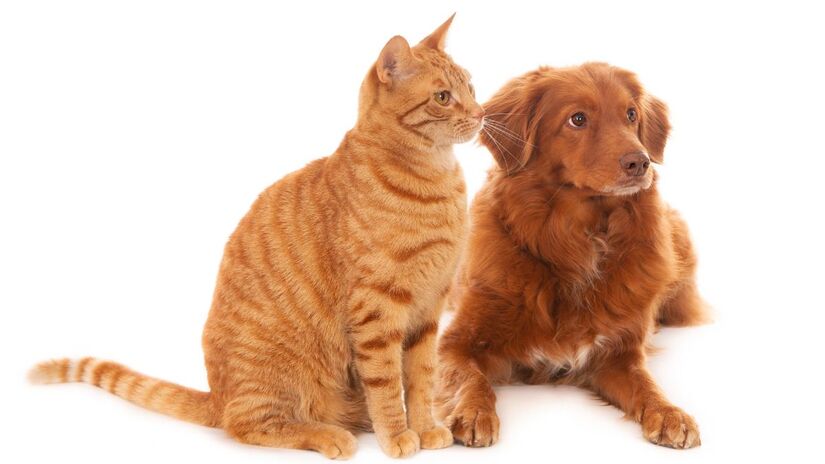 &Aacute;gua de coco n&atilde;o substitui a &aacute;gua pot&aacute;vel: em excesso, pode causar v&ocirc;mitos, diarreia e desequil&iacute;brio eletrol&iacute;tico nos pets. Freepik