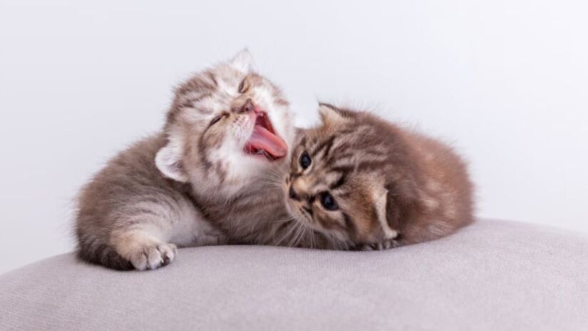 Gatos sofrem mais em ambientes fechados e abafados; manter a casa ventilada &eacute; essencial no ver&atilde;o. Freepik/@jcomp