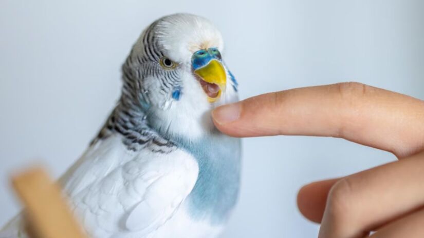 Animais de pequeno porte, como aves e roedores, s&atilde;o ainda mais sens&iacute;veis ao calor e exigem aten&ccedil;&atilde;o redobrada dos tutores. Freepik