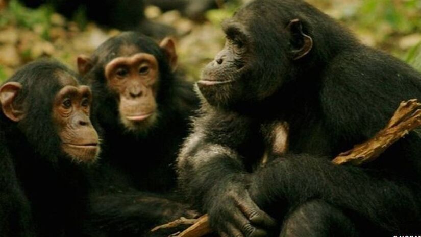 Enquanto humanos caminham sobre dois pés, chimpanzés ainda usam os deles para agarrar, segurar e explorar o ambiente / C Hobaiter/ / Divulgação 