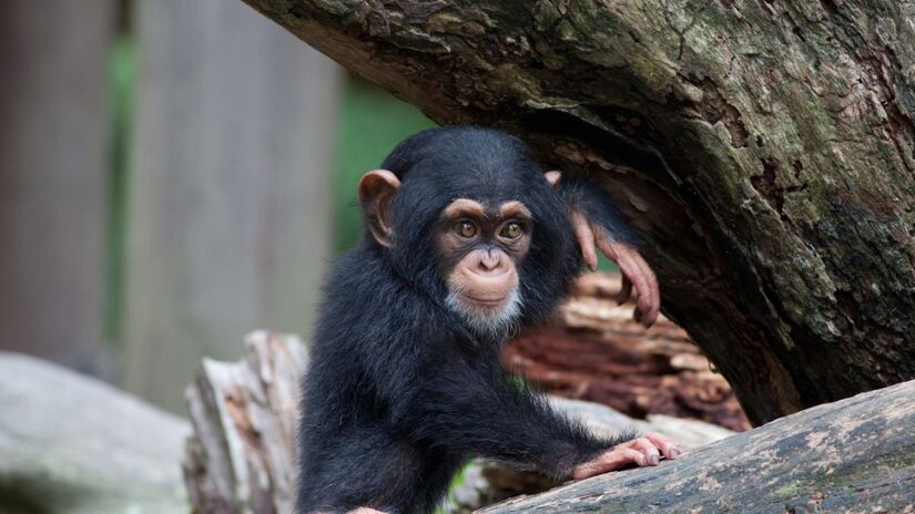 Destreza impressionante: para chimpanzés, os pés também funcionam como ferramentas do dia a dia / Freepik