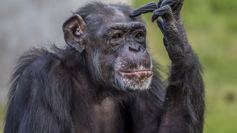 A forma como chimpanzés usam os pés ajuda a explicar por que os humanos perderam essa habilidade ao longo da evolução / Freepik