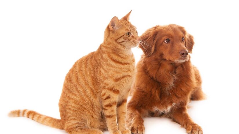 A nova lei refor&ccedil;a o dever dos tutores com o bem-estar dos pets, combatendo a neglig&ecirc;ncia e os maus-tratos. Freepik/@wirestock