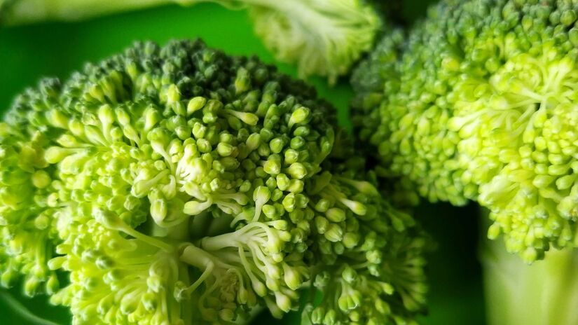 Apesar do sabor e da aparência únicos, o brócolis tem a mesma origem botânica da couve-flor e do repolho. Unsplash/Bozhin Karaivanov