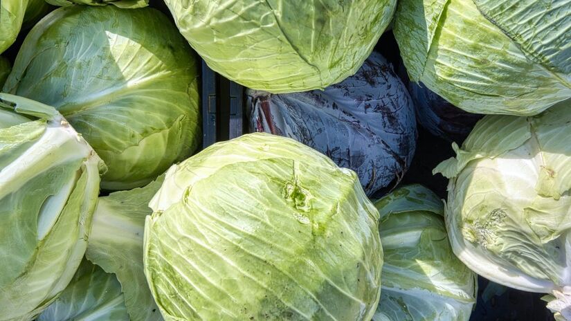 Muito presente na mesa dos brasileiros, o repolho também compartilha da mesma "família" de vegetais que o brócolis e a couve-flor. Unsplash/Eric Prouzet