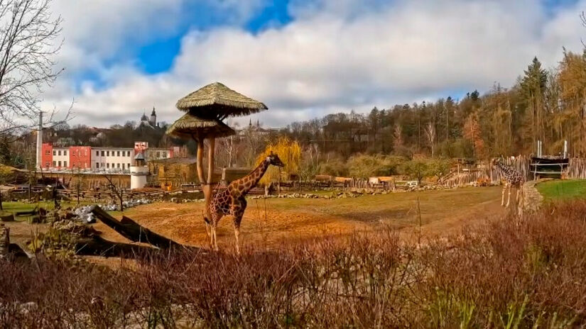 O parque está localizado em um vale montanhoso, o que contribui para o bem-estar dos animais e para a sensação de contato direto com a natureza. Reprodução/Youtube