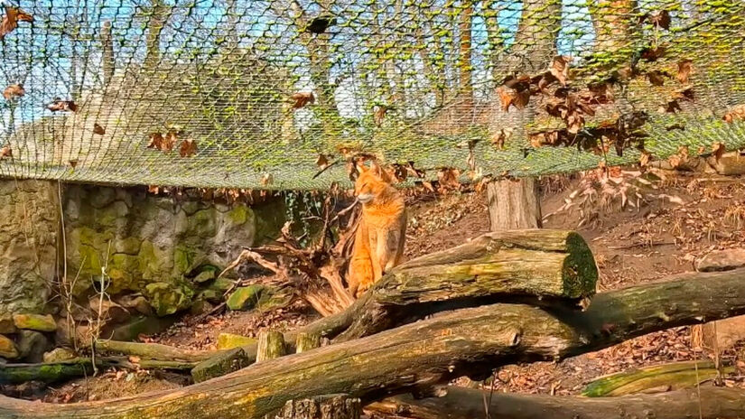 A proposta arquitetônica do espaço serve de inspiração para projetos de modernização de zoológicos em outros países, inclusive no Brasil. Reprodução/Youtube