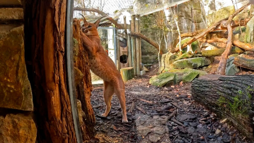 O zoológico é referência em programas de conservação e reprodução de espécies ameaçadas, como o leopardo-das-neves e o hipopótamo-pigmeu. Reprodução/Youtube