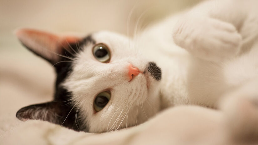 Sibilos, mordidas e arranhões não indicam agressividade gratuita, mas formas claras de comunicação felina diante do desconforto. Freepik