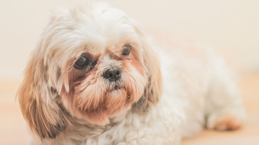 Visitas rápidas ou monitoramento por câmeras não substituem a presença humana exigida pela legislação. Freepik