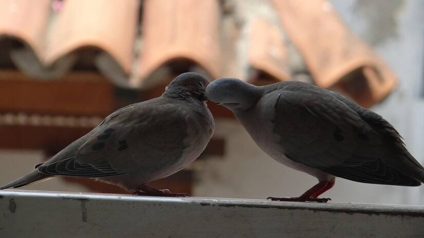 Cientistas questionam se a estrat&eacute;gia da Pisonia grandis realmente beneficia o ecossistema/Freepik
