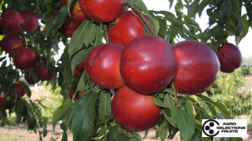 Um agricultor da província de Lleida é investigado por cultivar a fruta sem autorização oficial e sem o pagamento do chamado "cânone". Reprodução/Site/Dalival.com