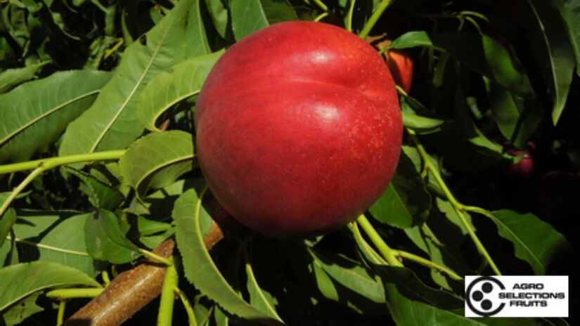 A reprodução não autorizada da Nectadiva pode resultar em multas de até 288 mil euros e até três anos de prisão, segundo a legislação europeia. Reprodução/Site/Dalival.com