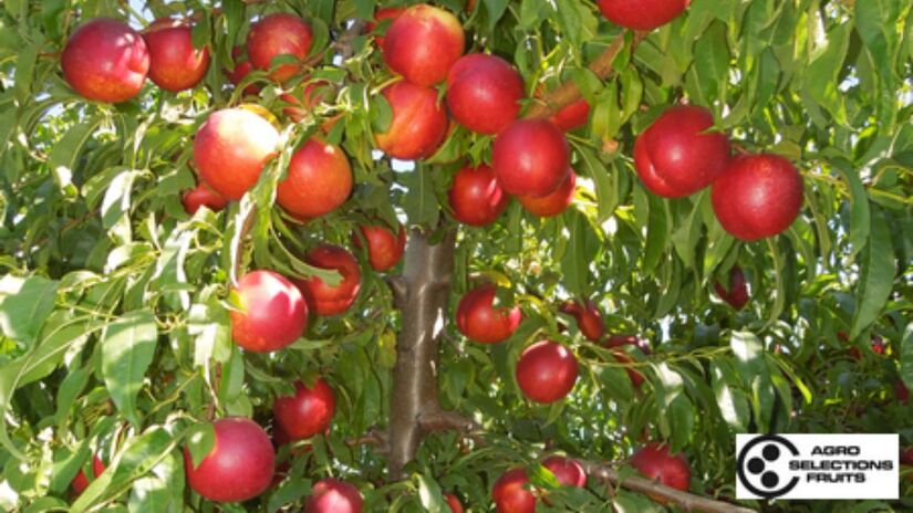 A Nectadiva é uma variedade protegida por direitos do obtentor vegetal e tem comercialização controlada na Espanha devido ao seu alto valor agrícola. Reprodução/Site/Dalival.com